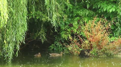 Ducks in the rain Stock Footage 10317860