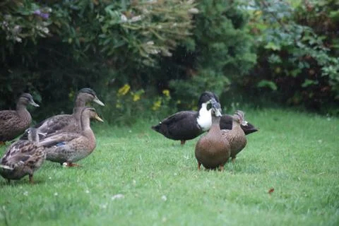 Ducks in the Rain 写真素材
