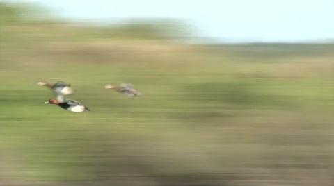 Ducks- Red Heads 3 Flying- Stock Footage 62646546