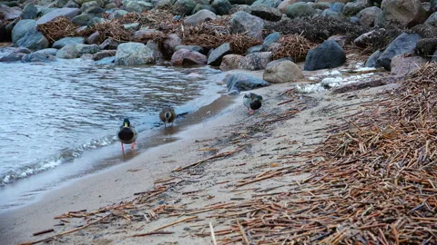Ducks with red paws walking on the sandy beach Stock Footage 90238264