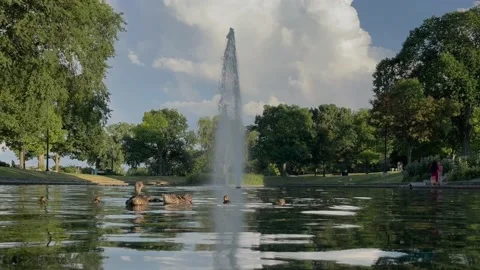 Ducks in Reflecting Pool Stock Footage 202618926