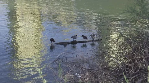 Ducks in the reflection of the Tower Bridge in Sacramento Stock Footage 47947145
