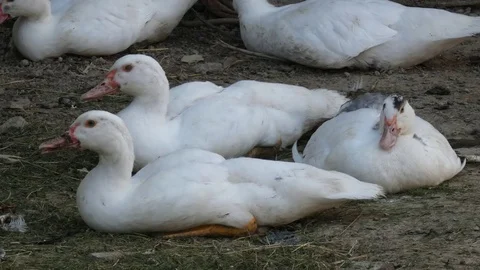 Ducks Relax Stock Footage 80553330