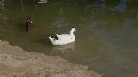 Ducks' Relaxed Poses on the Water Surface Stock Footage 305792724