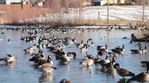 Ducks relaxing Stock Footage 71769207