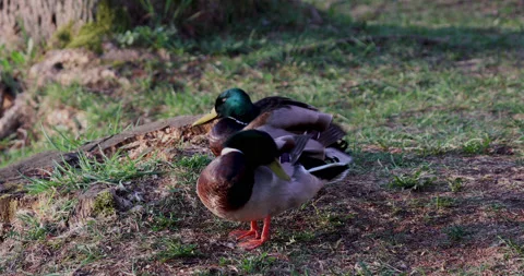 Ducks relaxing on grass Video stock 136131549