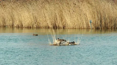 Ducks relaxing in a pond Stock Footage