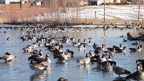 Ducks relaxing in shallow water Stock Footage 71768875