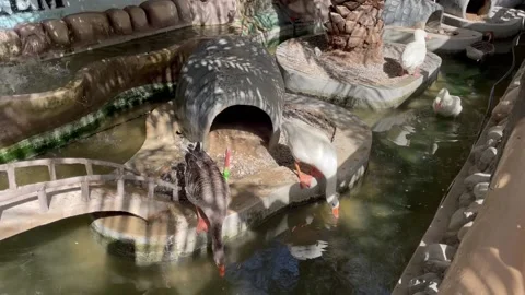 Ducks relaxing in the water Stock Footage 172132255