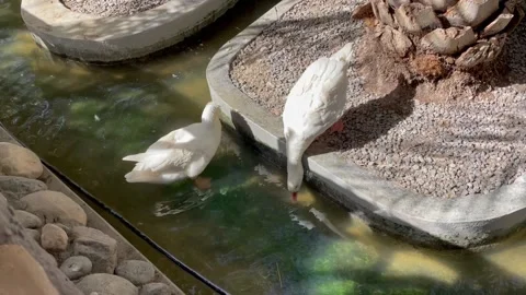 Ducks relaxing in the water Stock Footage 172132333