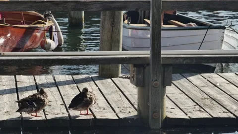 Ducks rest against the backdrop of boats in the harbor 库存影片 255009533