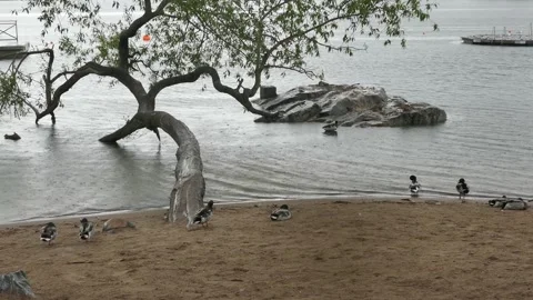 Ducks rest along a rainy sandy shore beneath a leaning tree Stock Footage 318923102