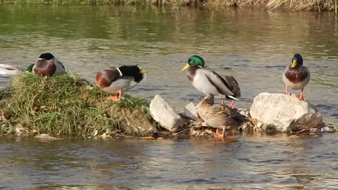 Ducks rest and clean up on the rocks in the river Stock Footage 143205364