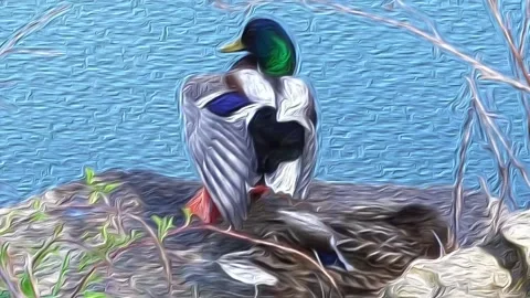 Ducks rest and clean themselves after a lake bath Stock Footage 239875940