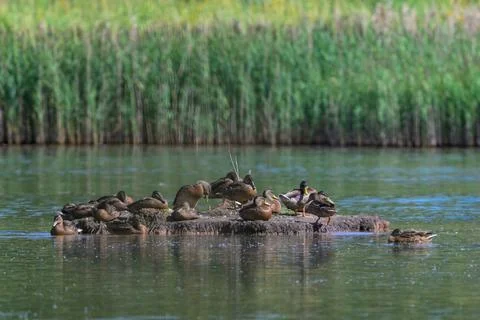 Ducks rest on floating log in calm pond. Reeds form dense green background. Stock Photos