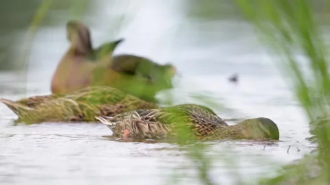 Ducks rest gently in shallow, green-fringed water Stock Footage 340505296