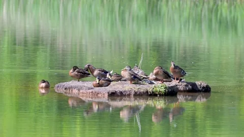 Ducks rest on a mossy rock in calm, green water Stock Footage 340505380
