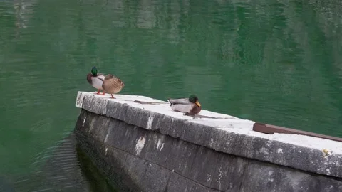 Ducks rest sitting on old stone parapet in clear green water Video stock 150025966