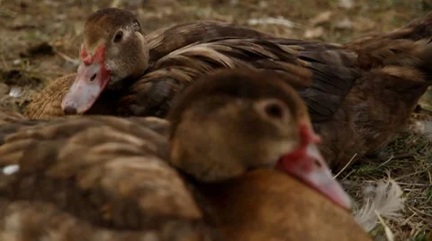 Ducks to rest upon herb Full HD Stock Footage 7907547