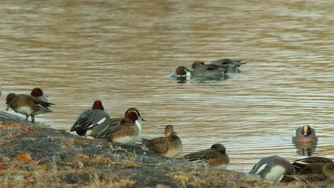 Ducks resting and preening beside a lake. Stock Footage 146567797