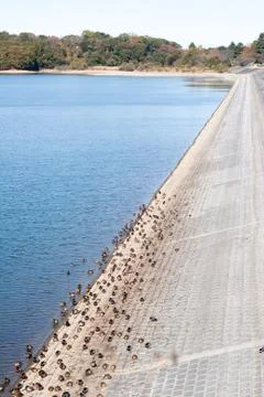 Ducks resting besides lake Stock Photos