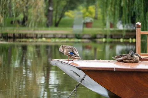 Ducks resting on boat bow overlooking calm reflective pond Stock Photos