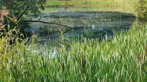 Ducks resting on a fallen branch over a tranquil pond surrounded by lush reed Stock Photos