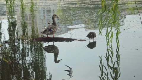 Duck's resting Stock-Footage 110924398