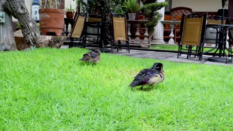 Ducks resting on the grass, birds perched in the garden Stock Footage 165208593