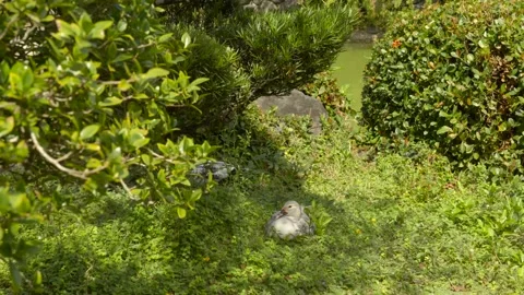 Ducks Resting in Grass Revealed by Slow Pan in Garden Vídeos de archivo 327568455
