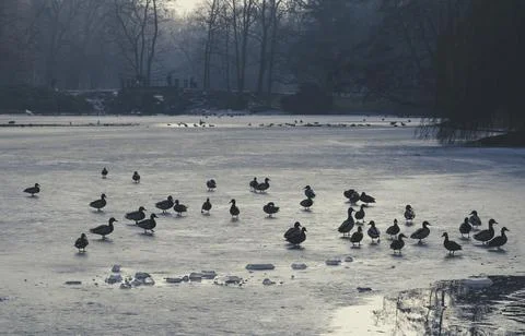 Ducks resting on ice Stock-Fotos