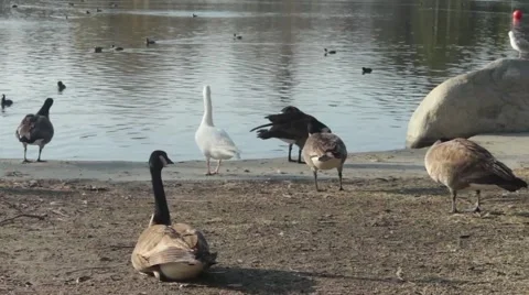 Ducks Resting by a Lake 2 Stock Footage 45886206