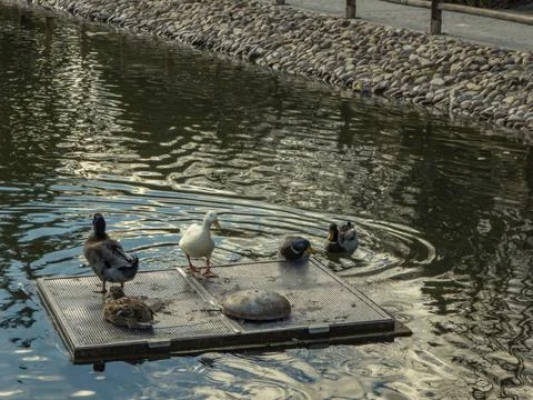 Ducks resting on a lake Stock Photos