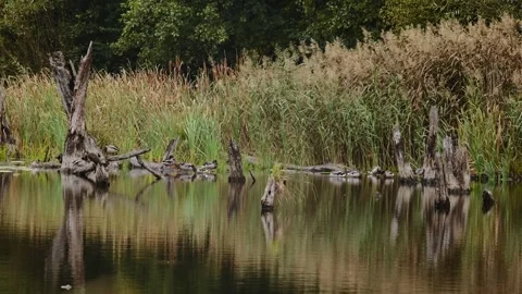 Ducks resting on a log in a peaceful forest pond with reeds and trees. Video stock 304654523