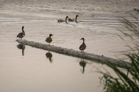 Ducks resting on a log at sunset in a tranquil pond surrounded by nature Stock Photos