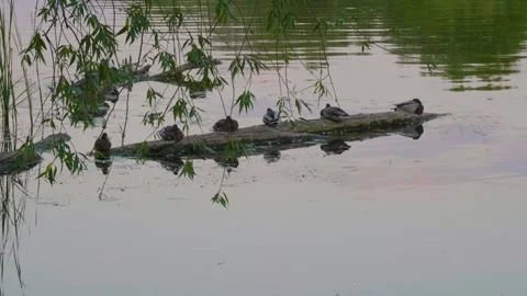 Ducks resting on a log in the tranquil Ros River, Ukraine Stock Footage 326376104