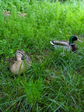 Ducks resting in lush grass Stock-Fotos