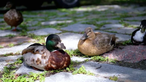 Ducks Resting in the Park Stock Footage 293223297