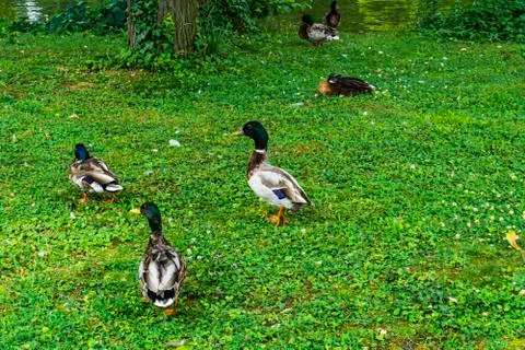 Ducks resting in the park Stock Photos