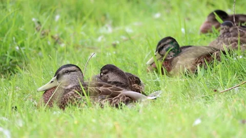 Ducks resting peacefully on green grass while the camera slowly pans left. Stock Footage 312741151