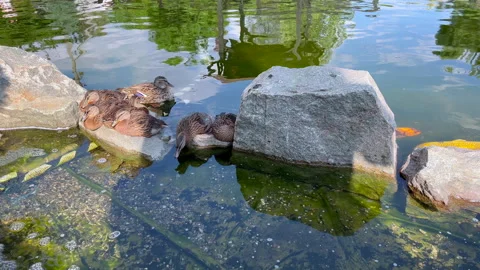 Ducks resting peacefully on rock in tranquil pond Stock Footage 295878062