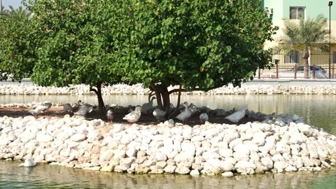 Ducks Resting by the Pond Stock Footage 331165142