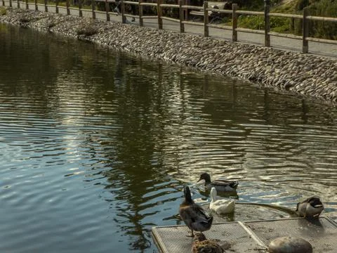Ducks resting on a pond Stock Photos