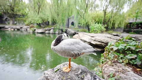 Ducks resting in the rain lake raindrops Stock Footage 218292075