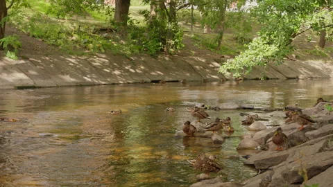 Ducks Resting on Rocks in a Stream in Oslo Park Stock Footage 343521421