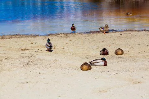 Ducks resting on sandy shore next to water Stock Photos