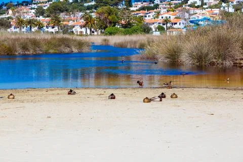 Ducks resting on sandy shore next to water Stock Photos