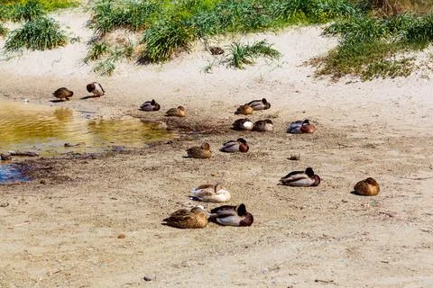 Ducks resting on sandy shore next to water Stock Photos