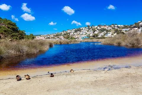 Ducks resting on sandy shore next to water Stock Photos