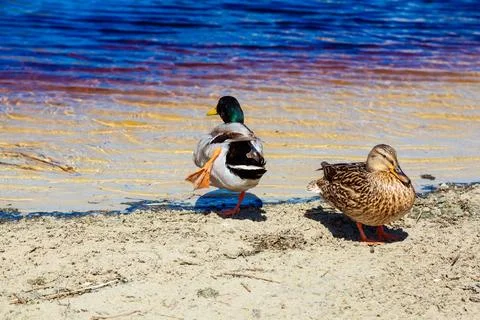 Ducks resting on sandy shore next to water Stock Photos